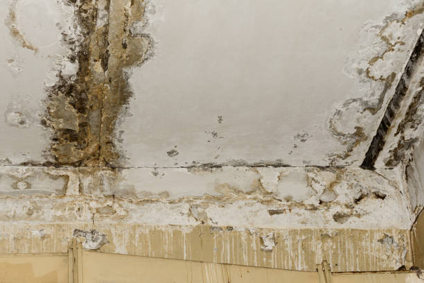 Best Mold Damage Restoration  in Hudson, IL