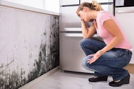 Why You Should Choose Our Mold Remediation Services in Hudson, IL